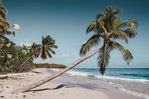 palm tree green leaning coconut tree near seashore at daytime coast